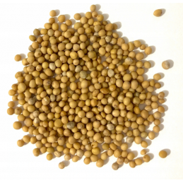 Zestaw Gorczyca 2x500g